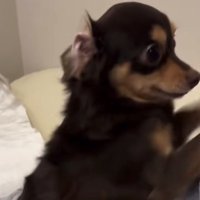 腕を掘ってアピールする犬