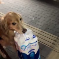 荷物を咥えて飼い主を見上げる犬