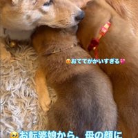 咲太郎くんと小夜ちゃんと赤ちゃん犬2