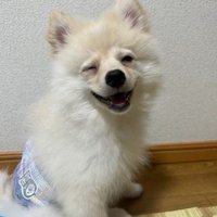 ラテくんのビフォーアフター5