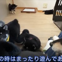 集まる柴犬