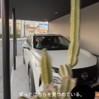 車内をじっと見つめる犬