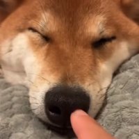 寝ている柴犬