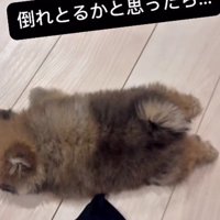 倒れてると思ったら…
