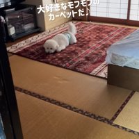 カーペットに伏せる犬