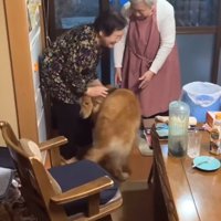双子のおばあちゃんに撫でてもらう大型犬