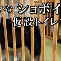 トイレの近くまで行ってみたものの…