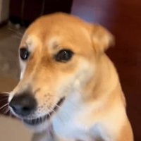 腕にしがみつく保護犬