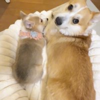 飼い主さんを見るレンくん