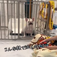 柵に顔を押し付ける犬