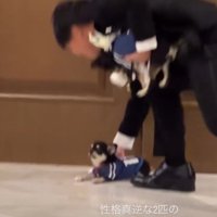 新郎と犬