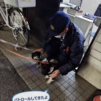 撫でられる犬たち