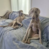 犬なのに…立て膝！