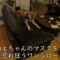 お次はマスクを奪って大暴れ♪