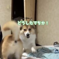 駆け付ける犬2