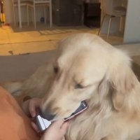 スマホに顔を乗せる大型犬