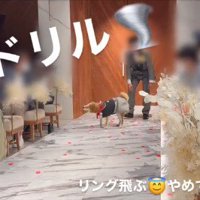 リングドッグに挑戦する大吉くん7