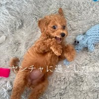 カーペットの上に寝転がってカメラを見つめる子犬