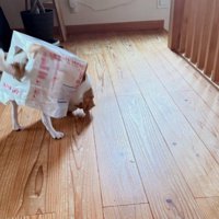 ロボット化したマールちゃん
