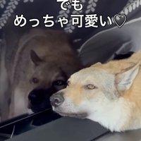 テレビの液晶に頬をくっつけているチェコスロバキアンウルフドッグ