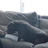 お留守番中のレティちゃん