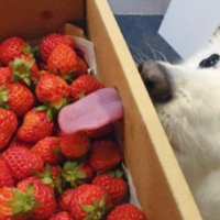 見ている