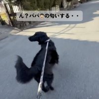 パパの匂いを感知！