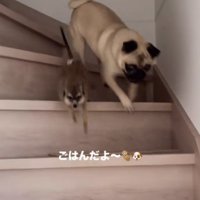 階段を駆け下りていく犬とミーアキャット