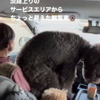 おばあちゃんの上に座る犬