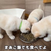 ごはんをあげたら一瞬で元気に！
