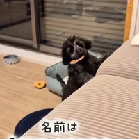 幸せを掴んだオレオくん4