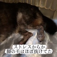 老犬の足元
