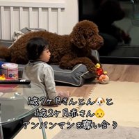 きんとん君VS男の子