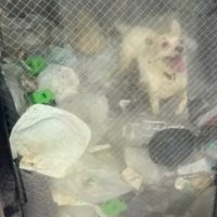 ゴミに埋もれた部屋の中に立つ犬