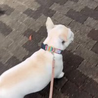 歩く犬