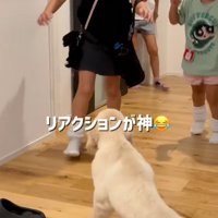 犬と対面