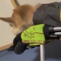 顔をうずめる犬