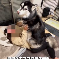 女性の腹の上に座る大型犬