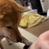 また輪ゴムをくわえるそら君