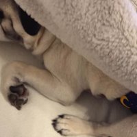 ブランケットの中でくつろぐ犬