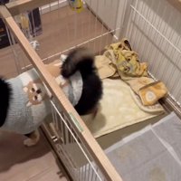ケージから出るさくらちゃん
