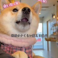 震える犬