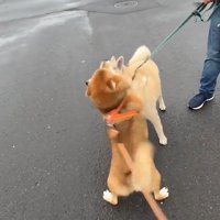 そのままじっと停止…