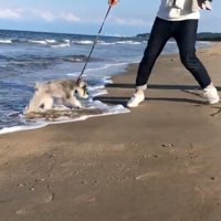 波とたわむれるトトちゃん