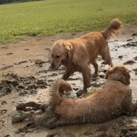 泥遊びする大型犬