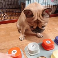 ボタンの前に座る姉犬