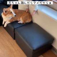 男の子が段差を降りる時のサクくん2