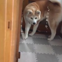 ドアの前で体の向きを変える犬