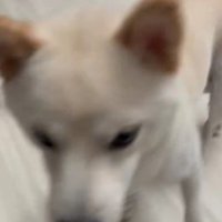 エルちゃんのお出迎え