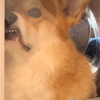 ドライヤーハウスに顔を押しつけて歯が見えてきた犬